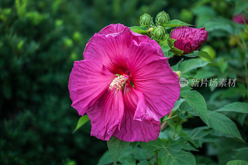 芙蓉锦葵，(芙蓉)，“Jazzberry Jam”